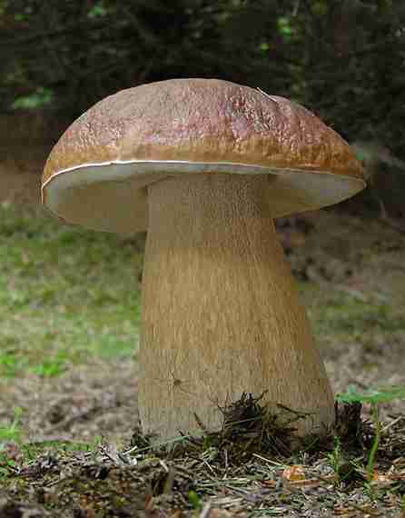  Image name: 00_165 Porcino.jpg 
 width: 446 pixel 
 height: 570 pixel 
 Size: 17302 bytes 
 Click to enlarge 